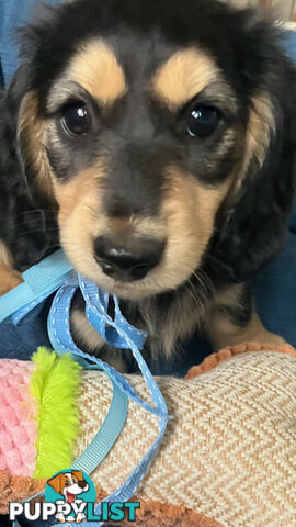 Beautiful Creamy Dreamy Miniature Longhaired Dachshund Puppies