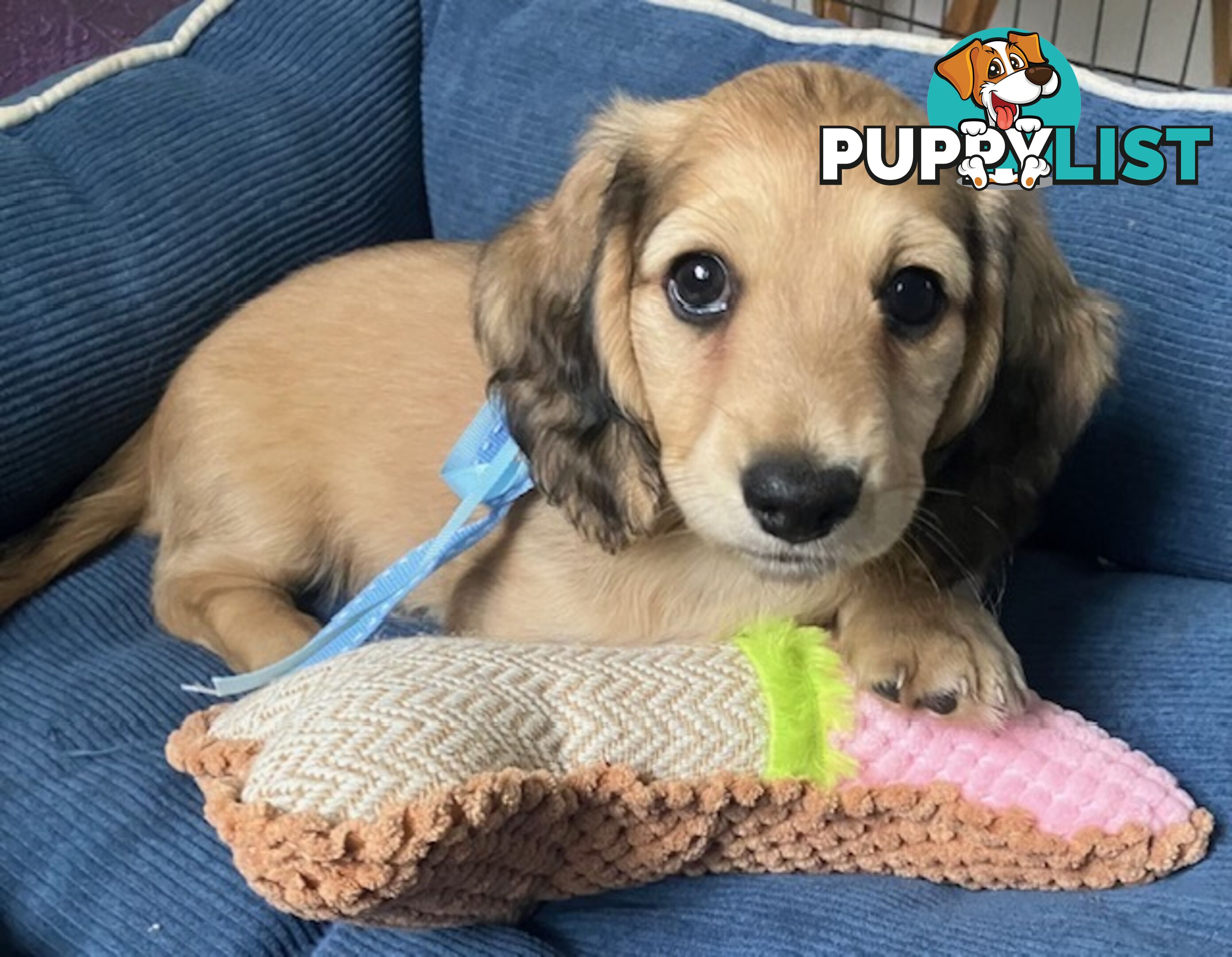 Beautiful Creamy Dreamy Miniature Longhaired Dachshund Puppies