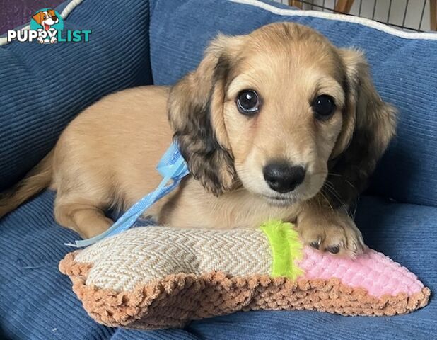 Beautiful Creamy Dreamy Miniature Longhaired Dachshund Puppies