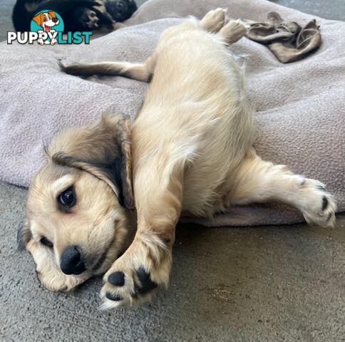 Beautiful Creamy Dreamy Miniature Longhaired Dachshund Puppies