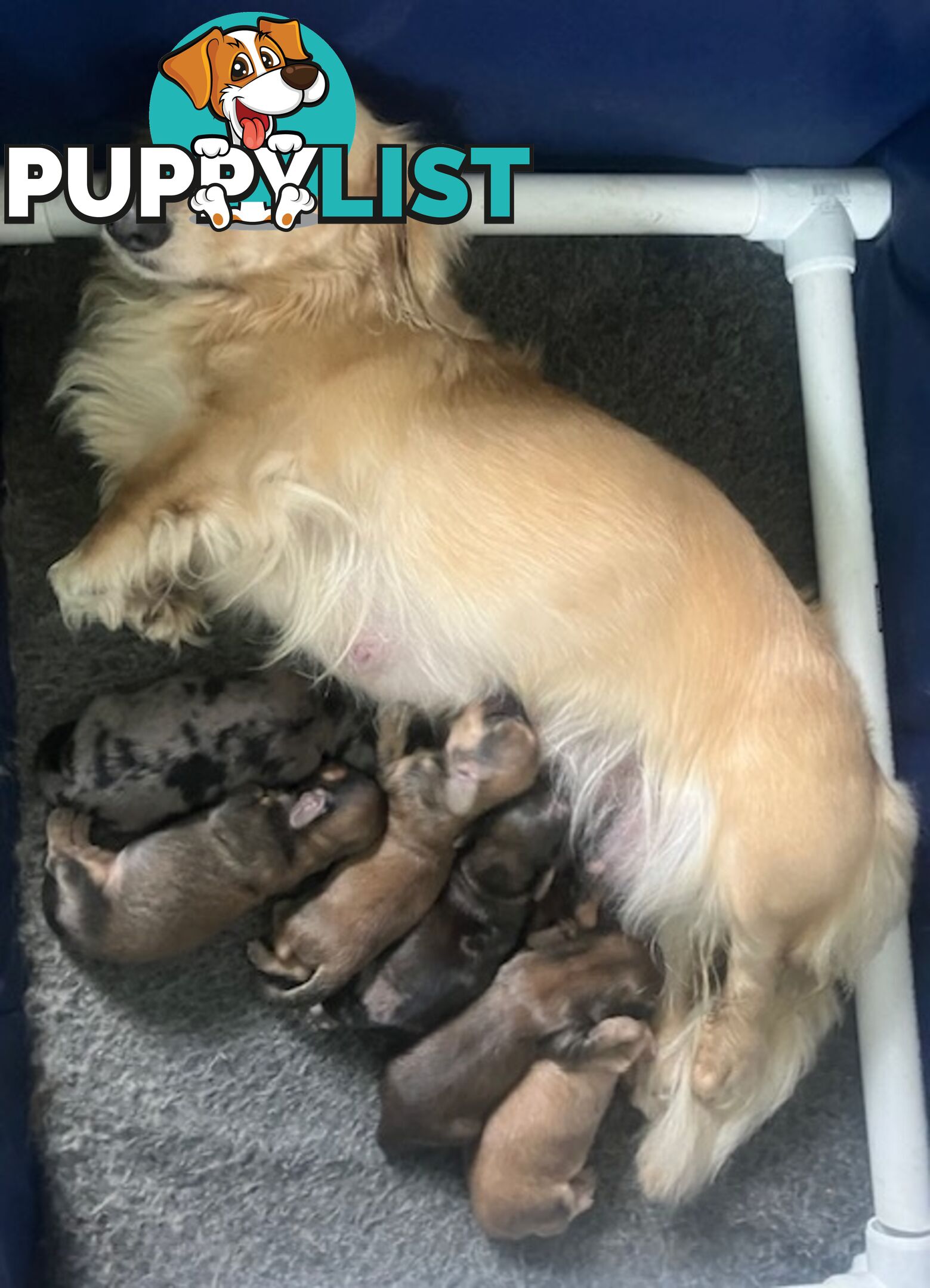 Beautiful Creamy Dreamy Miniature Longhaired Dachshund Puppies