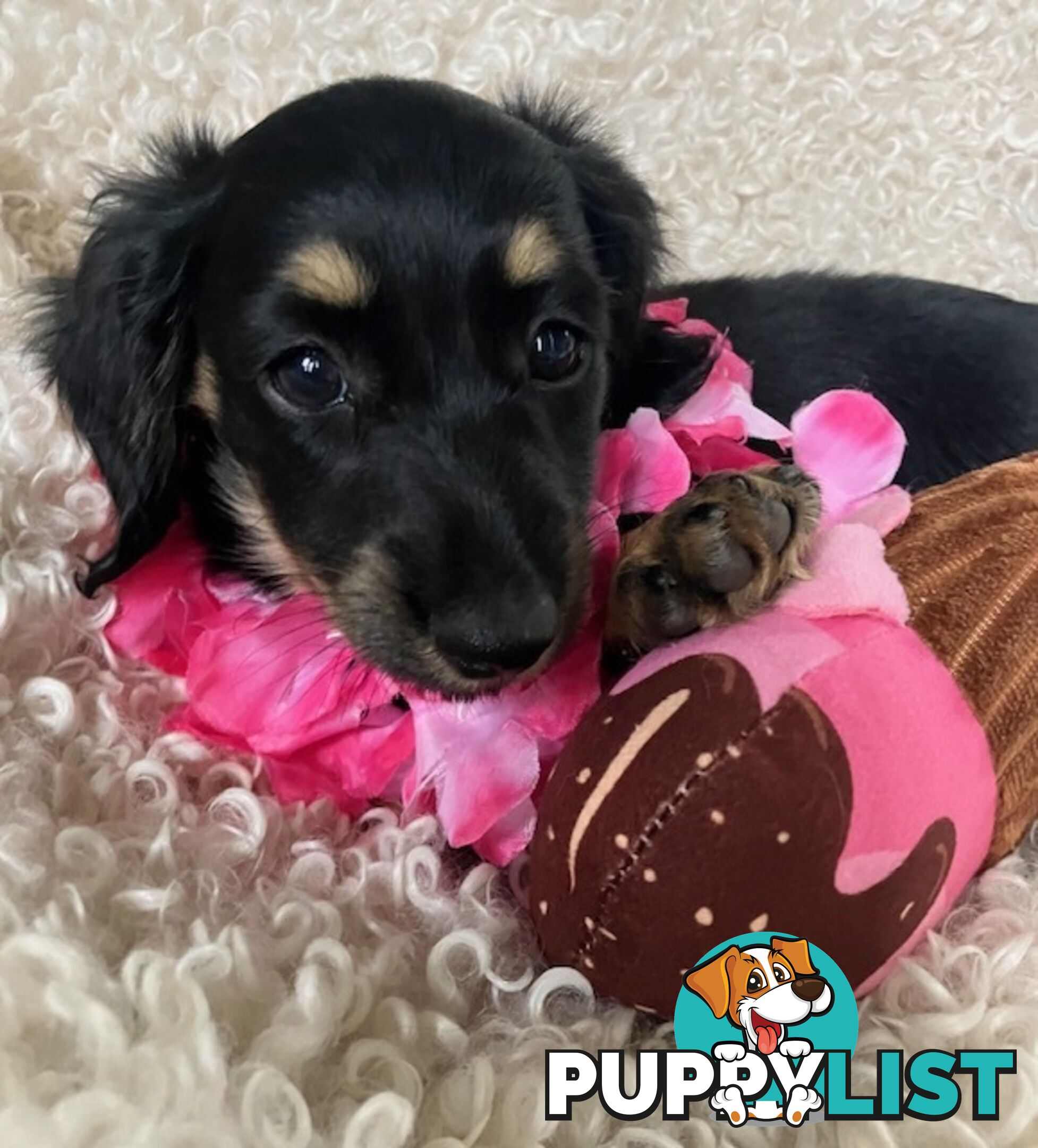 Beautiful Creamy Dreamy Miniature Longhaired Dachshund Puppies