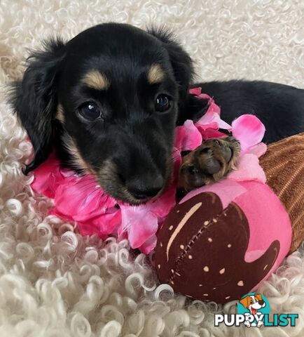 Beautiful Creamy Dreamy Miniature Longhaired Dachshund Puppies