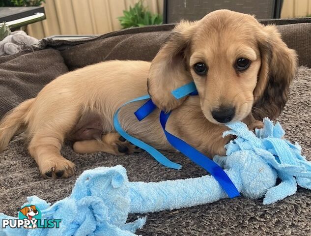 Beautiful Creamy Dreamy Miniature Longhaired Dachshund Puppies