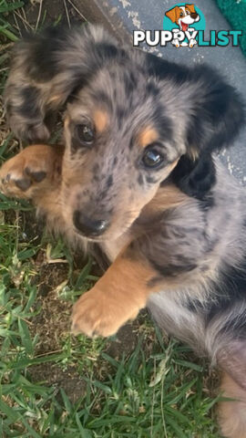 Miniature Longhaired Dachshund - A BEAUTIFUL little GIRL!