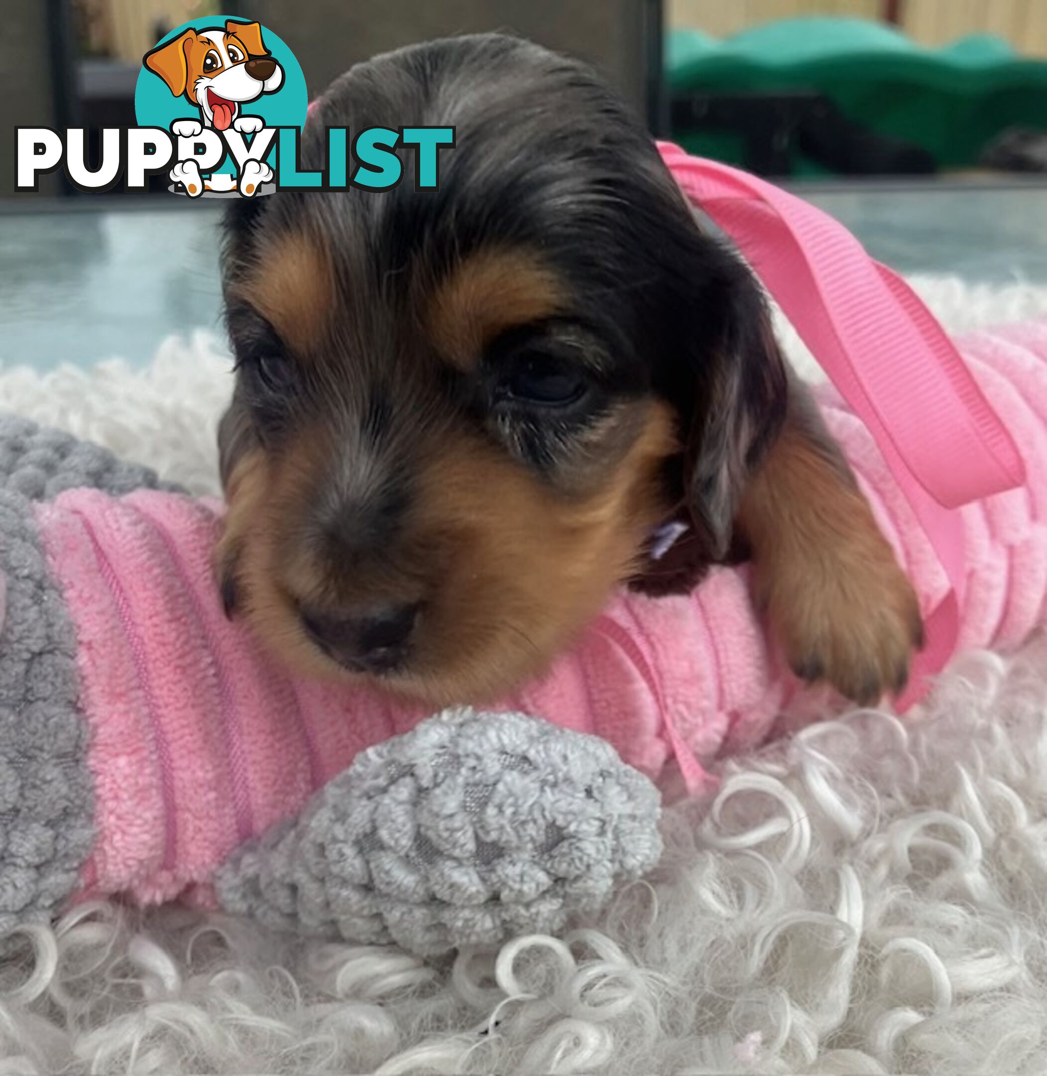 Adorable Miniature Cream Longhaired Dachshund Puppies