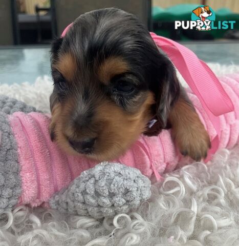 Adorable Miniature Cream Longhaired Dachshund Puppies