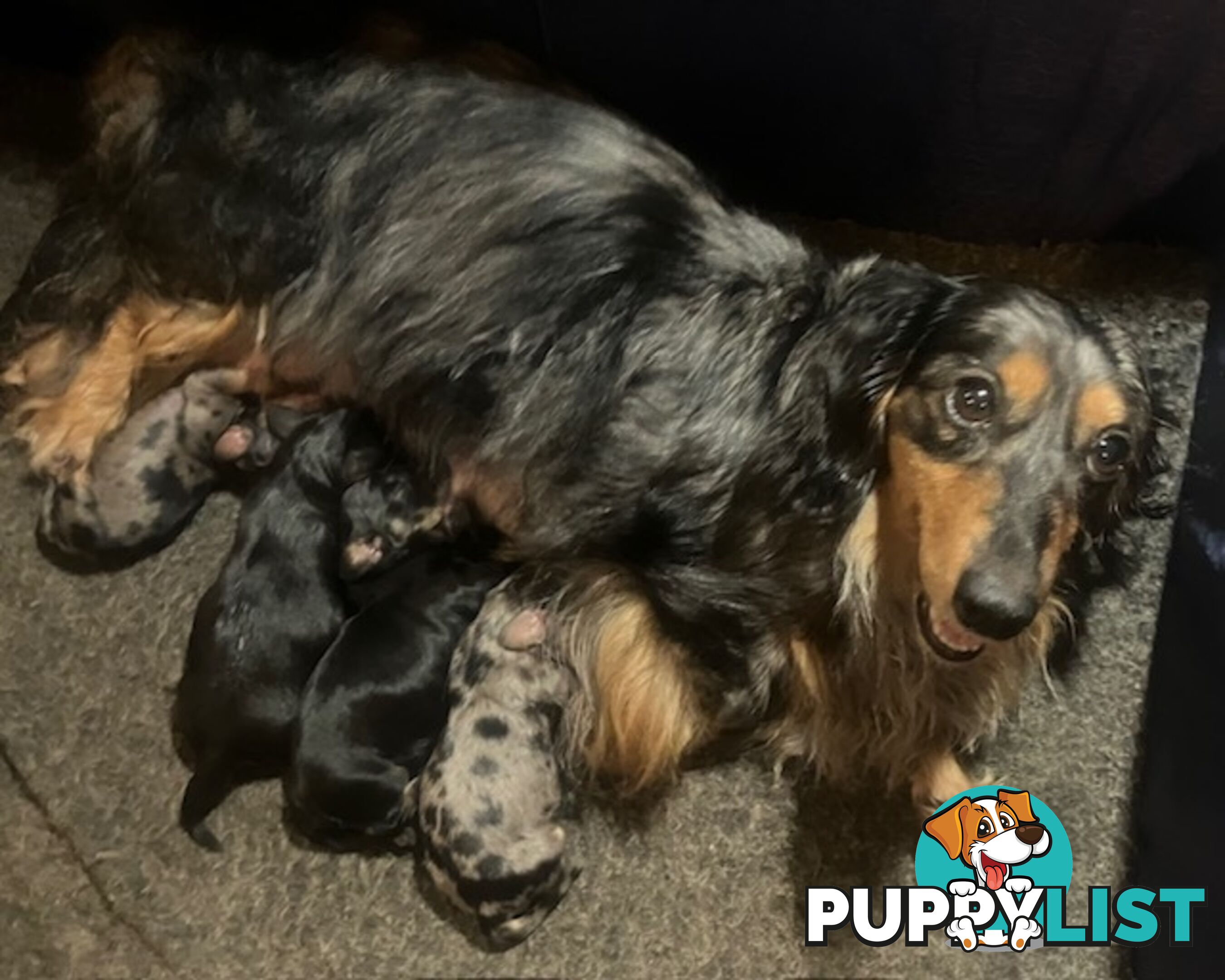 Adorable Miniature Cream Longhaired Dachshund Puppies