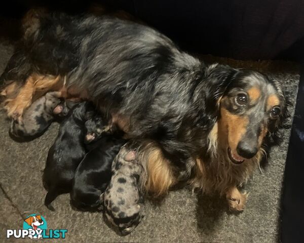 Adorable Miniature Cream Longhaired Dachshund Puppies