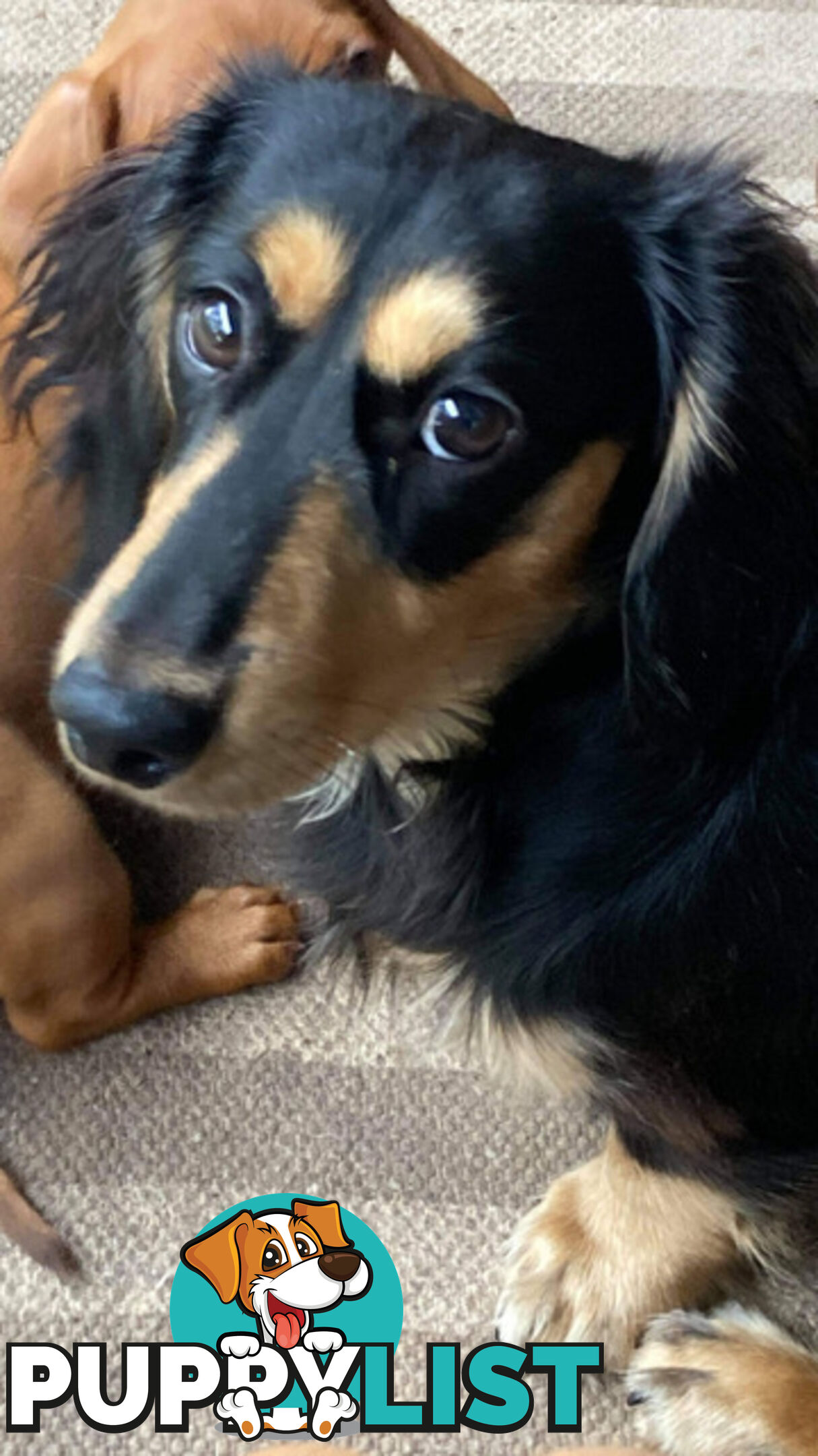 Adorable Miniature Cream Longhaired Dachshund Puppies