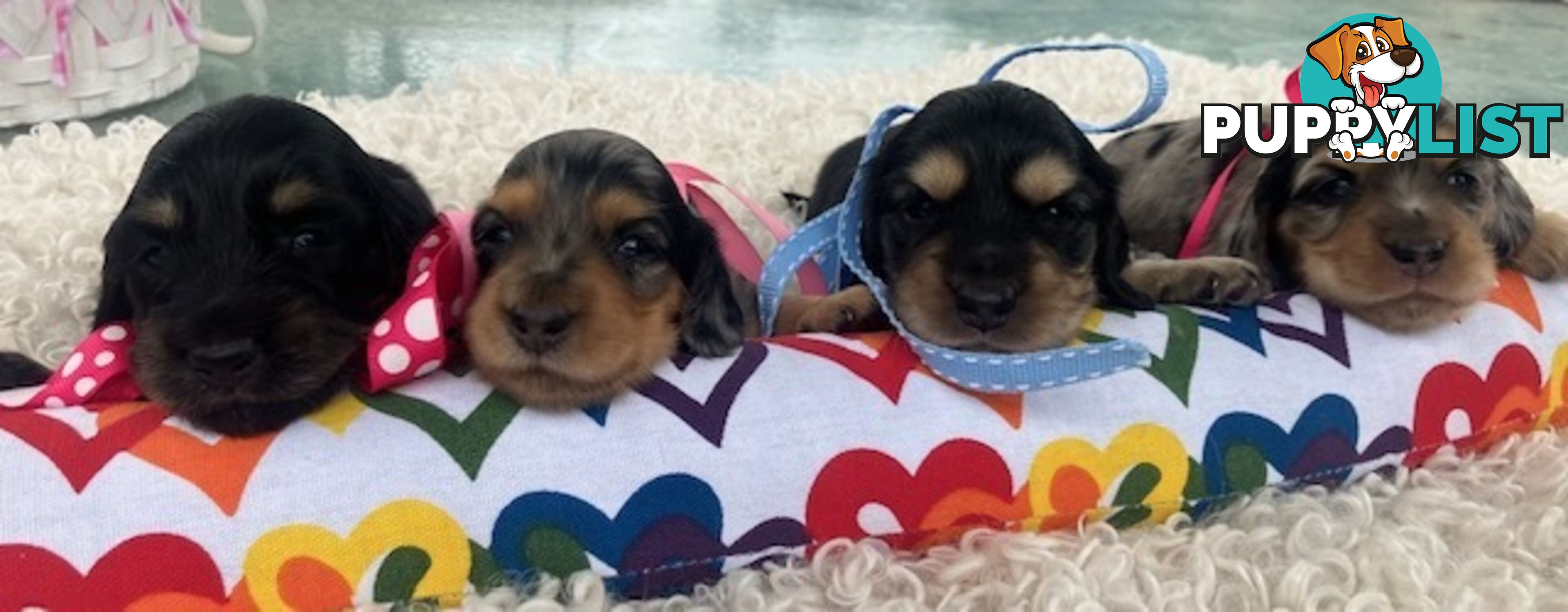 Adorable Miniature Cream Longhaired Dachshund Puppies