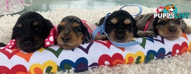 Adorable Miniature Cream Longhaired Dachshund Puppies