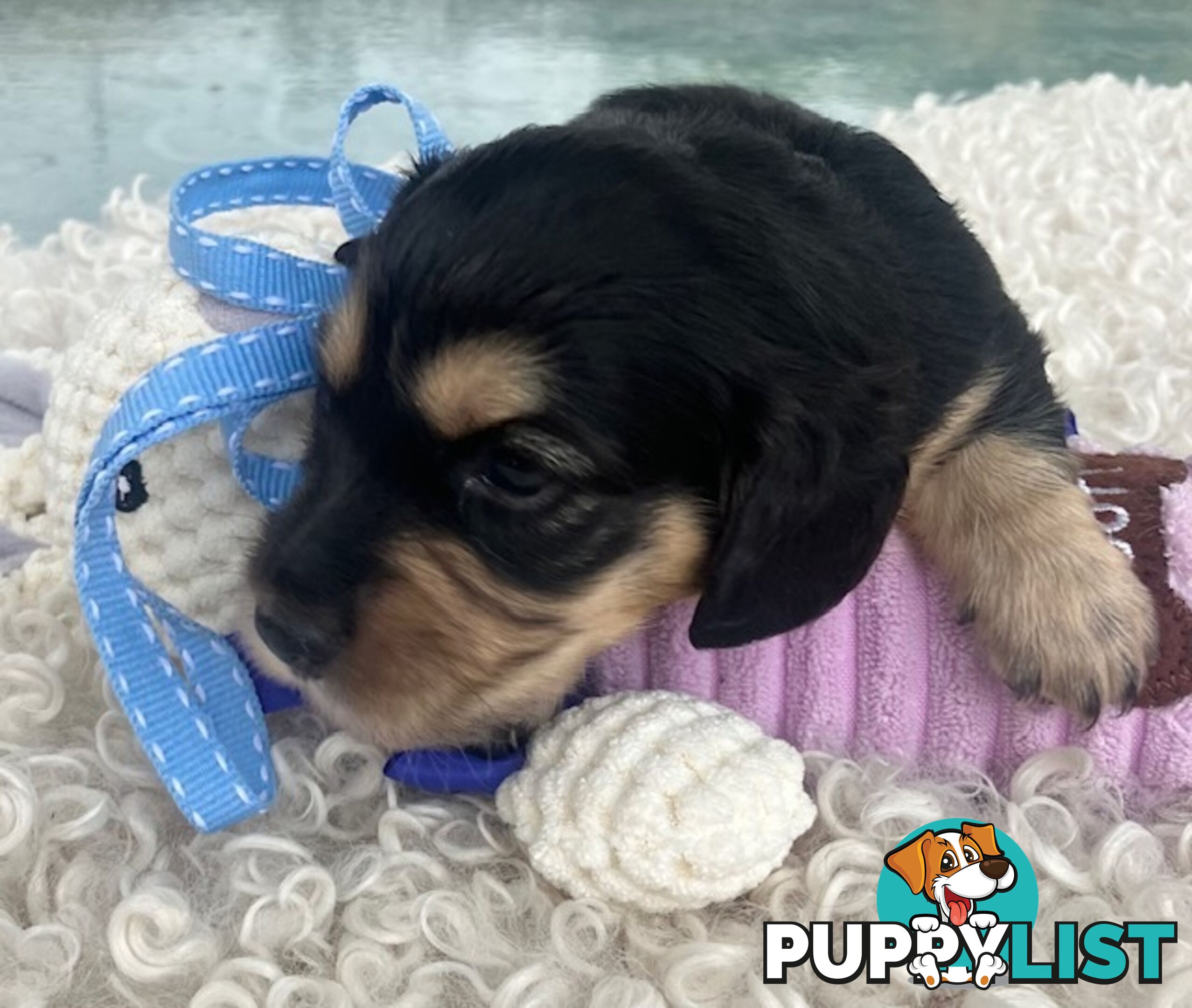 Adorable Miniature Cream Longhaired Dachshund Puppies