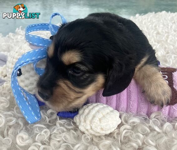 Adorable Miniature Cream Longhaired Dachshund Puppies