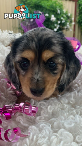 Adorable Miniature Cream Longhaired Dachshund Puppies