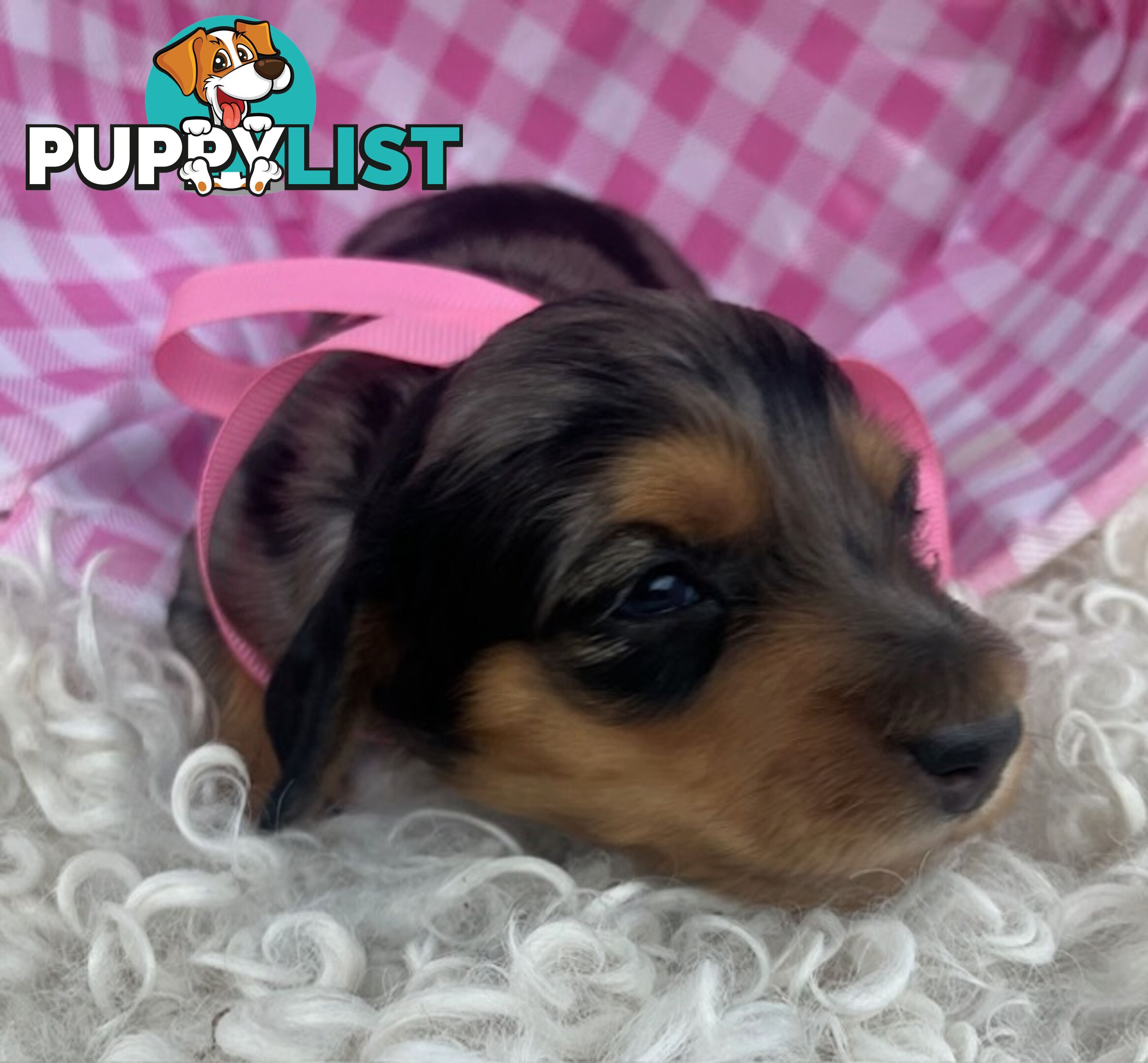 Adorable Miniature Cream Longhaired Dachshund Puppies