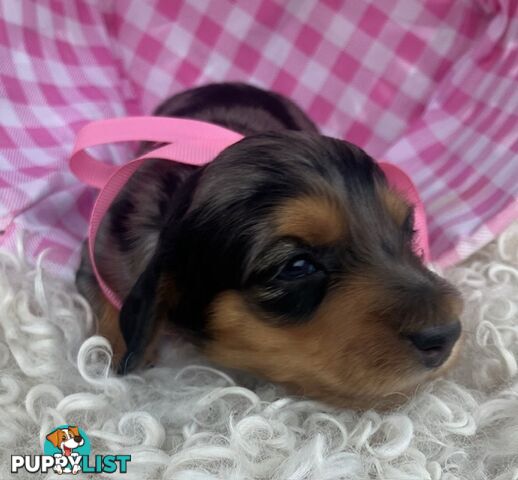 Adorable Miniature Cream Longhaired Dachshund Puppies