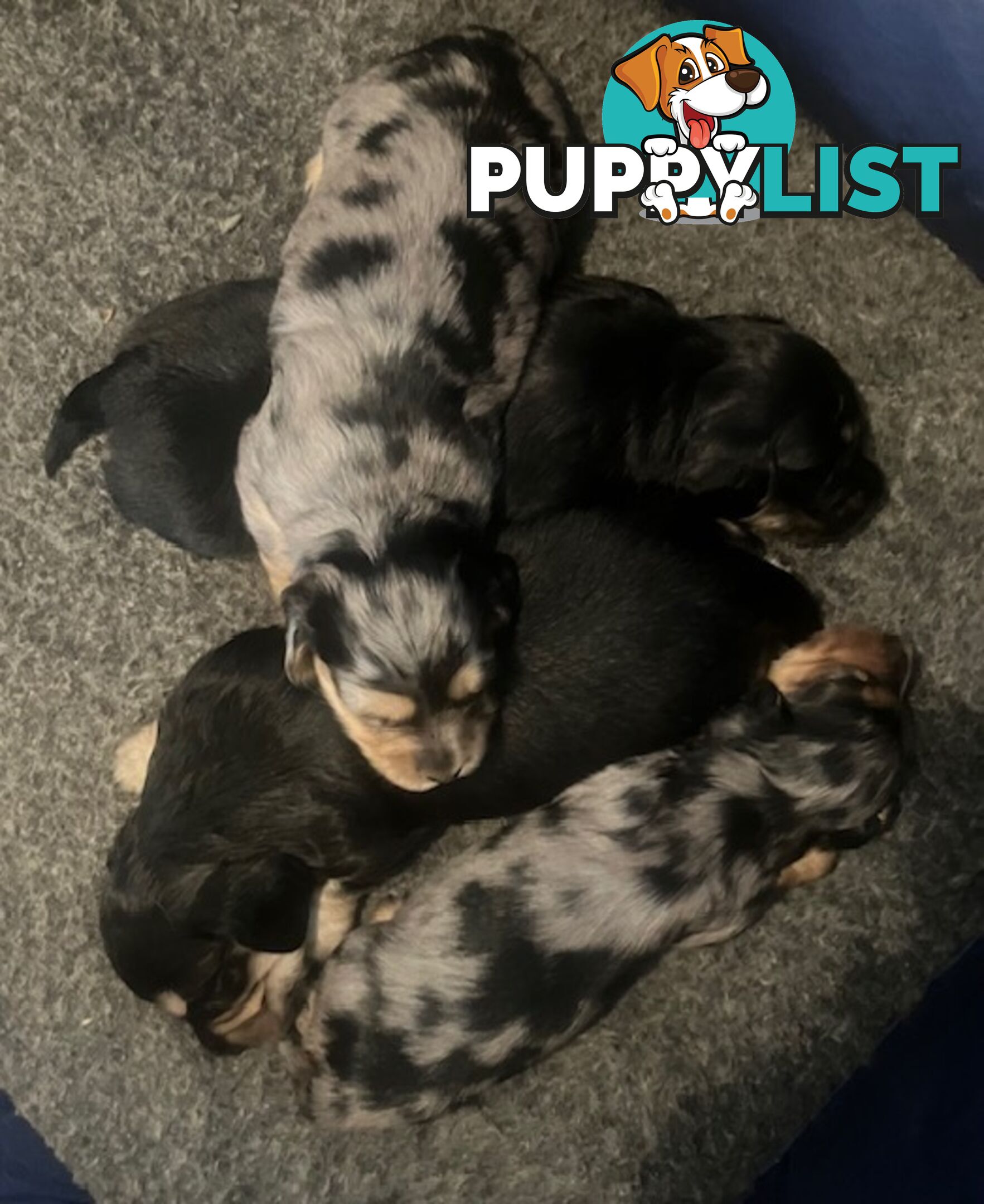 Adorable Miniature Cream Longhaired Dachshund Puppies