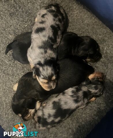 Adorable Miniature Cream Longhaired Dachshund Puppies