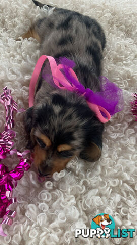 Adorable Miniature Cream Longhaired Dachshund Puppies