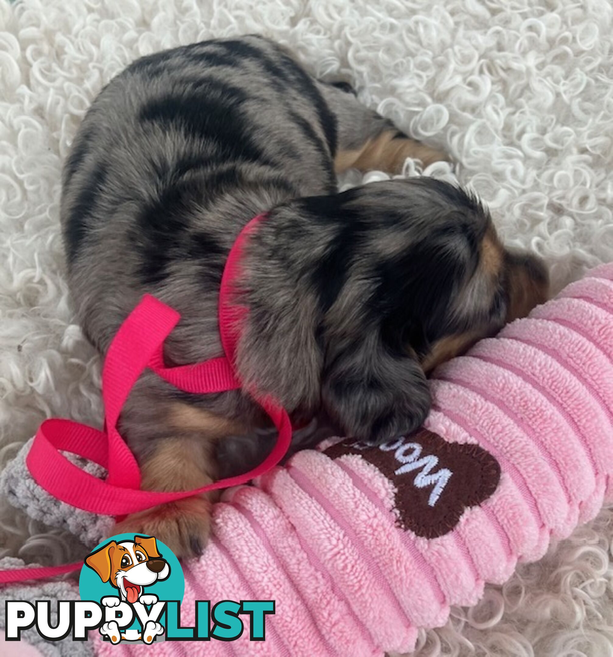 Adorable Miniature Cream Longhaired Dachshund Puppies