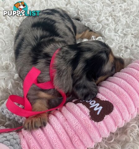 Adorable Miniature Cream Longhaired Dachshund Puppies