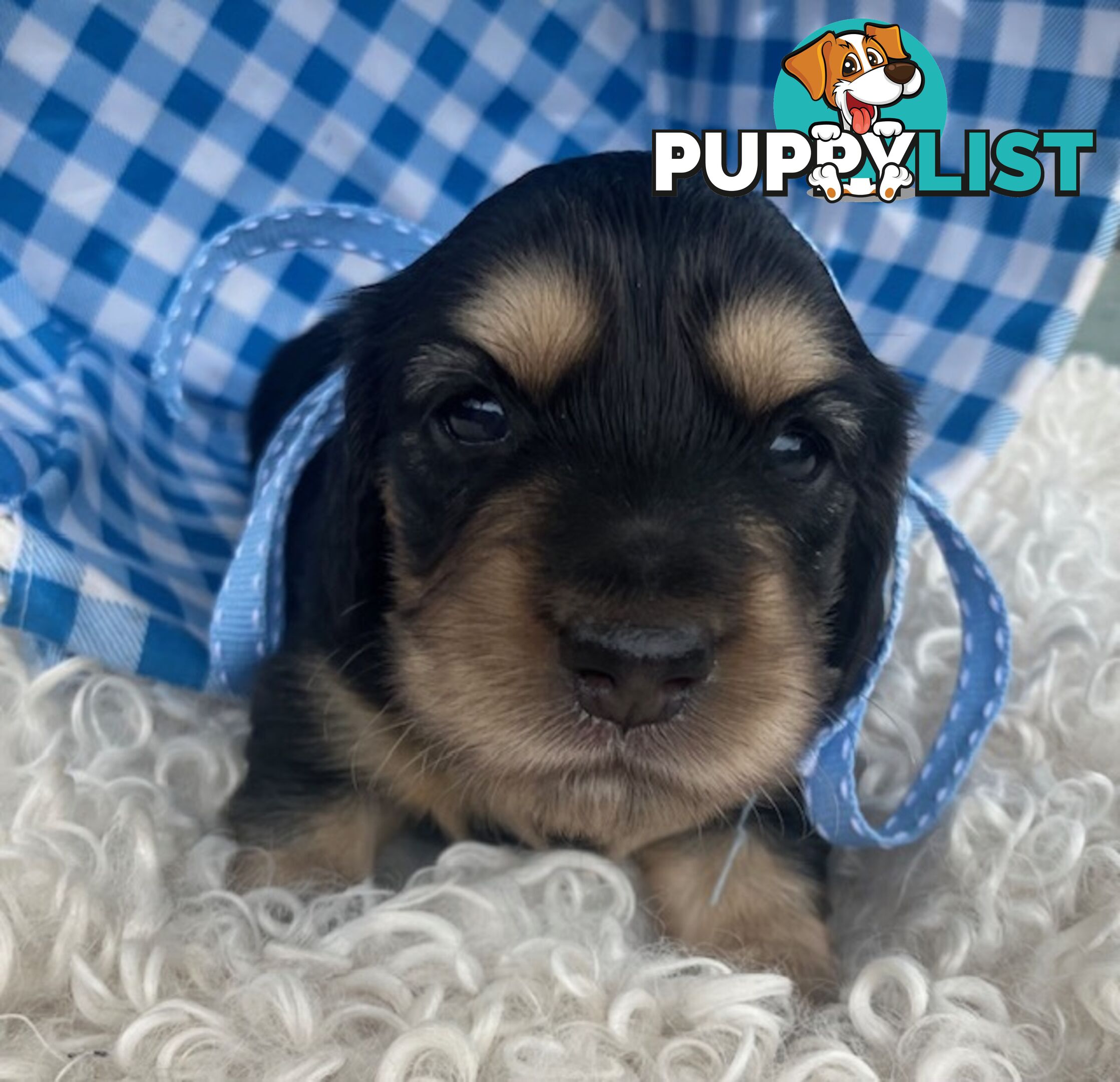 Adorable Miniature Cream Longhaired Dachshund Puppies