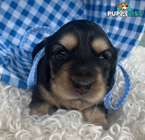 Adorable Miniature Cream Longhaired Dachshund Puppies