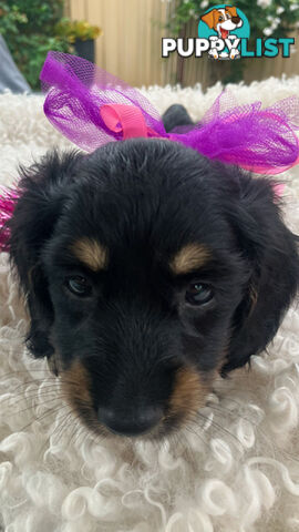 Adorable Miniature Cream Longhaired Dachshund Puppies