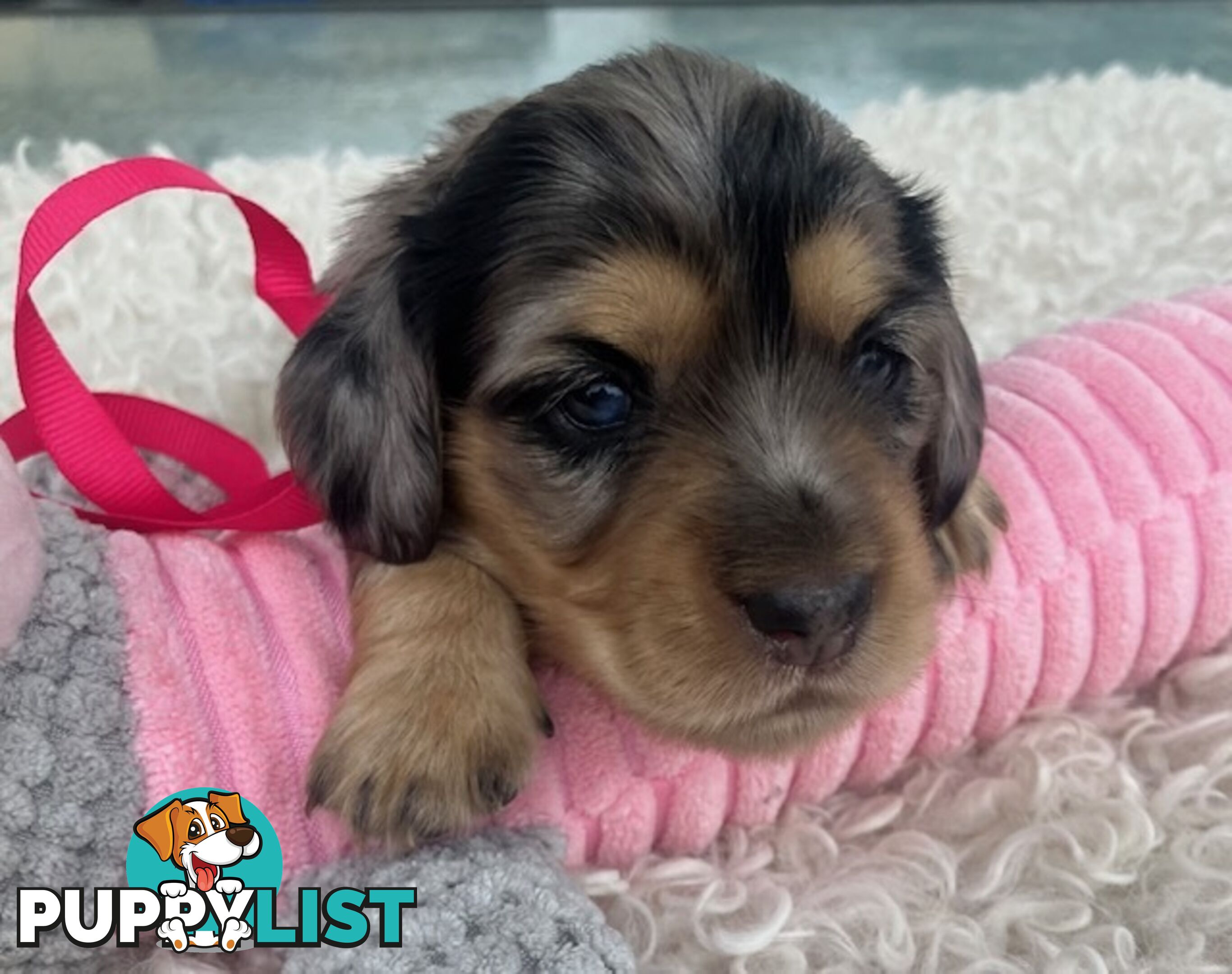 Adorable Miniature Cream Longhaired Dachshund Puppies