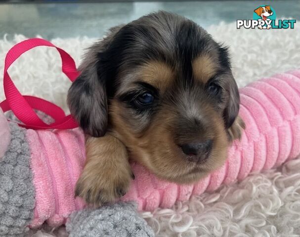 Adorable Miniature Cream Longhaired Dachshund Puppies