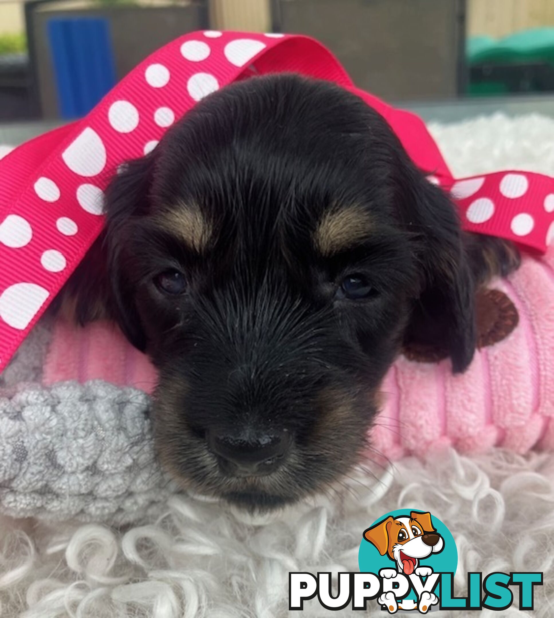 Adorable Miniature Cream Longhaired Dachshund Puppies