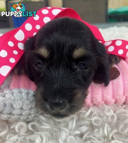 Adorable Miniature Cream Longhaired Dachshund Puppies