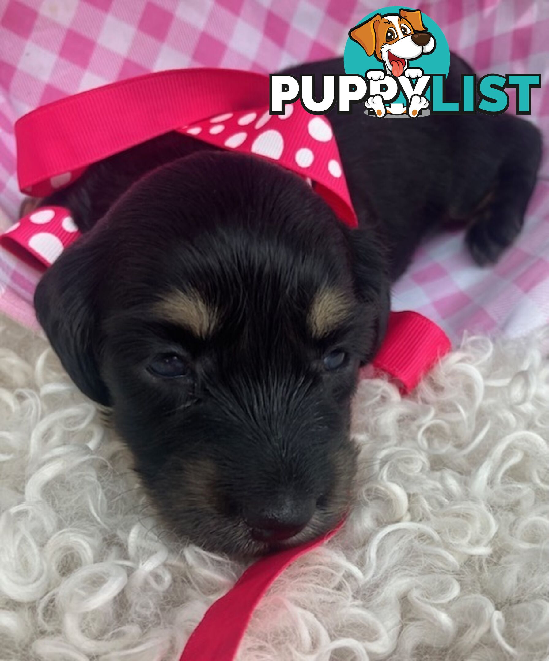 Adorable Miniature Cream Longhaired Dachshund Puppies