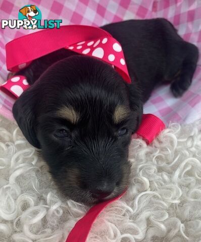 Adorable Miniature Cream Longhaired Dachshund Puppies