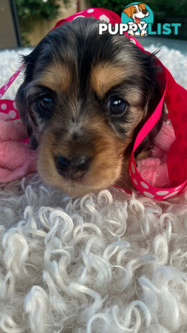 Adorable Miniature Cream Longhaired Dachshund Puppies