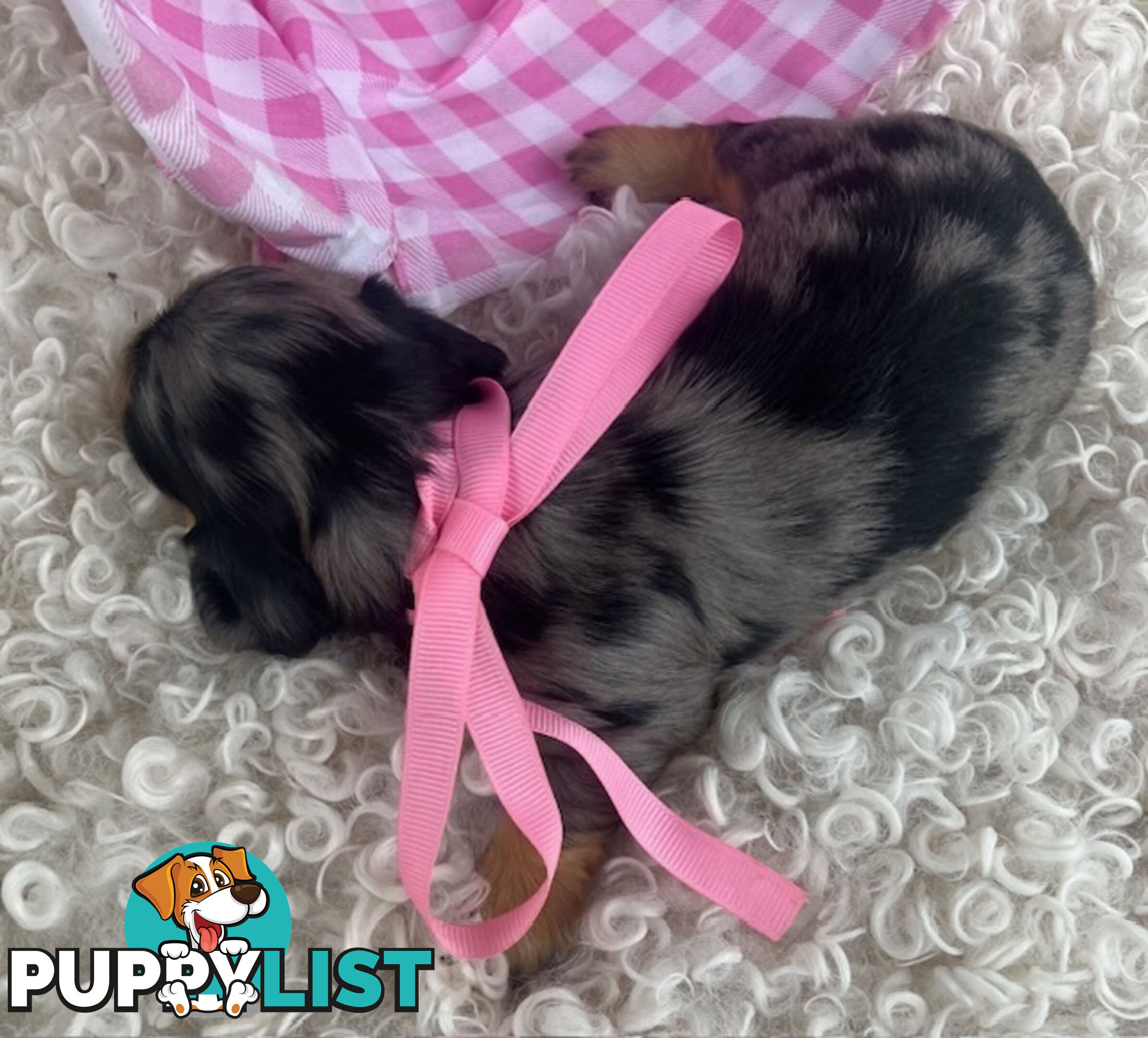 Adorable Miniature Cream Longhaired Dachshund Puppies