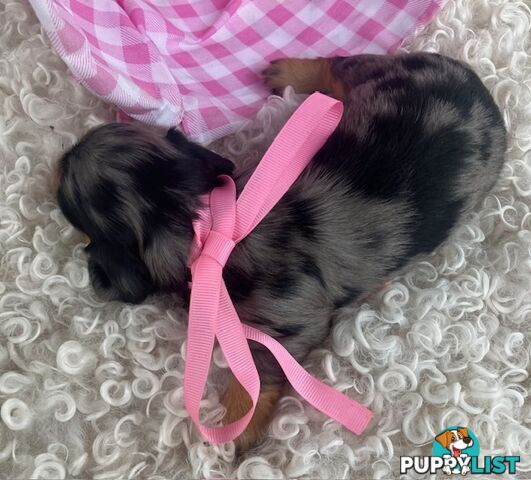 Adorable Miniature Cream Longhaired Dachshund Puppies