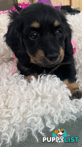 Adorable Miniature Cream Longhaired Dachshund Puppies