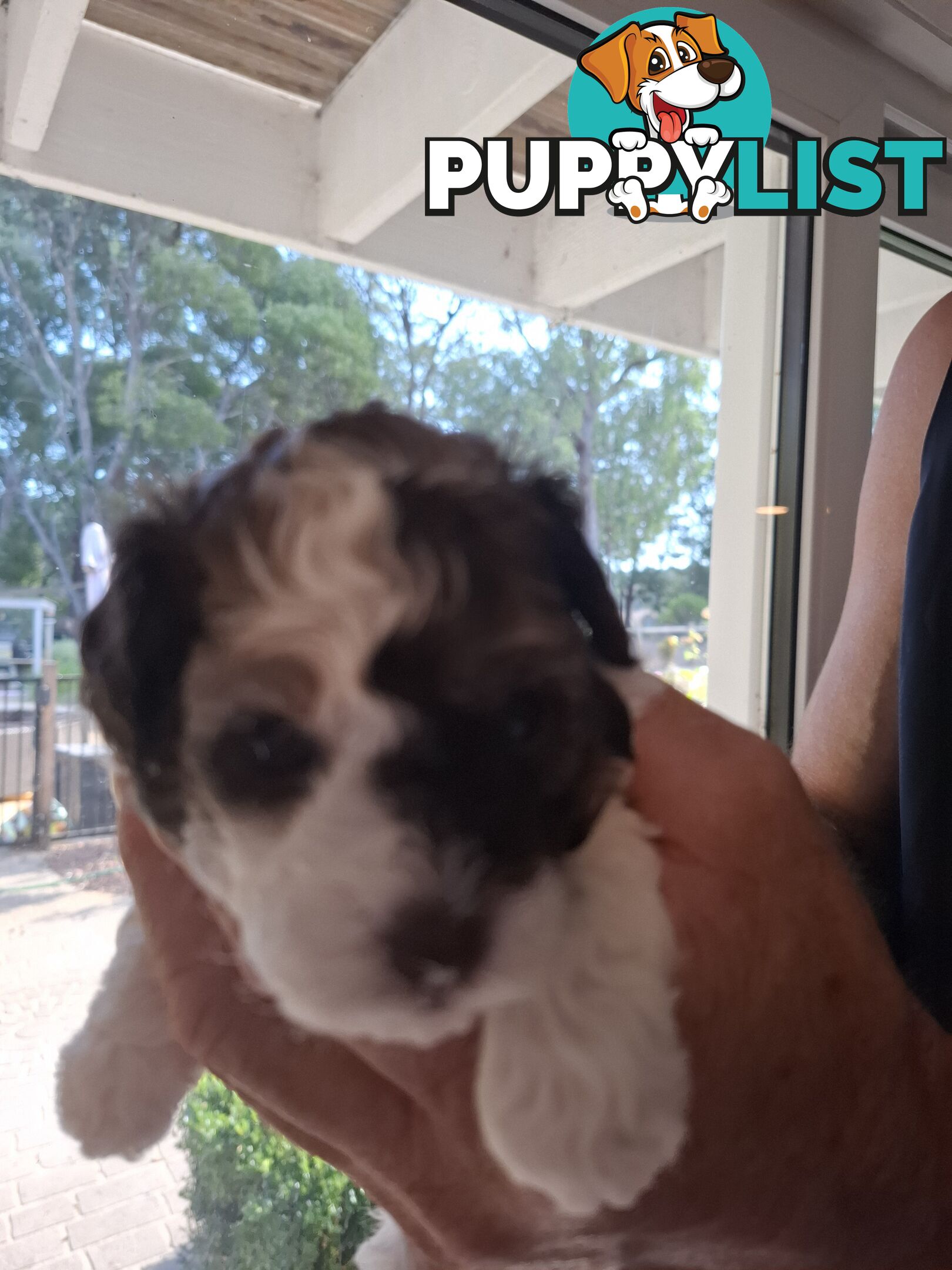 FIVE GORGEOUS MINI CAVOODLE PUPS