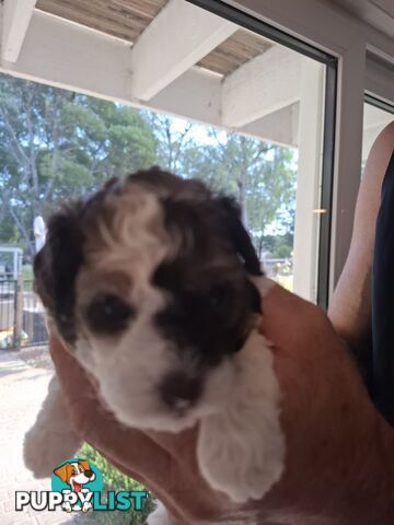 FIVE GORGEOUS MINI CAVOODLE PUPS