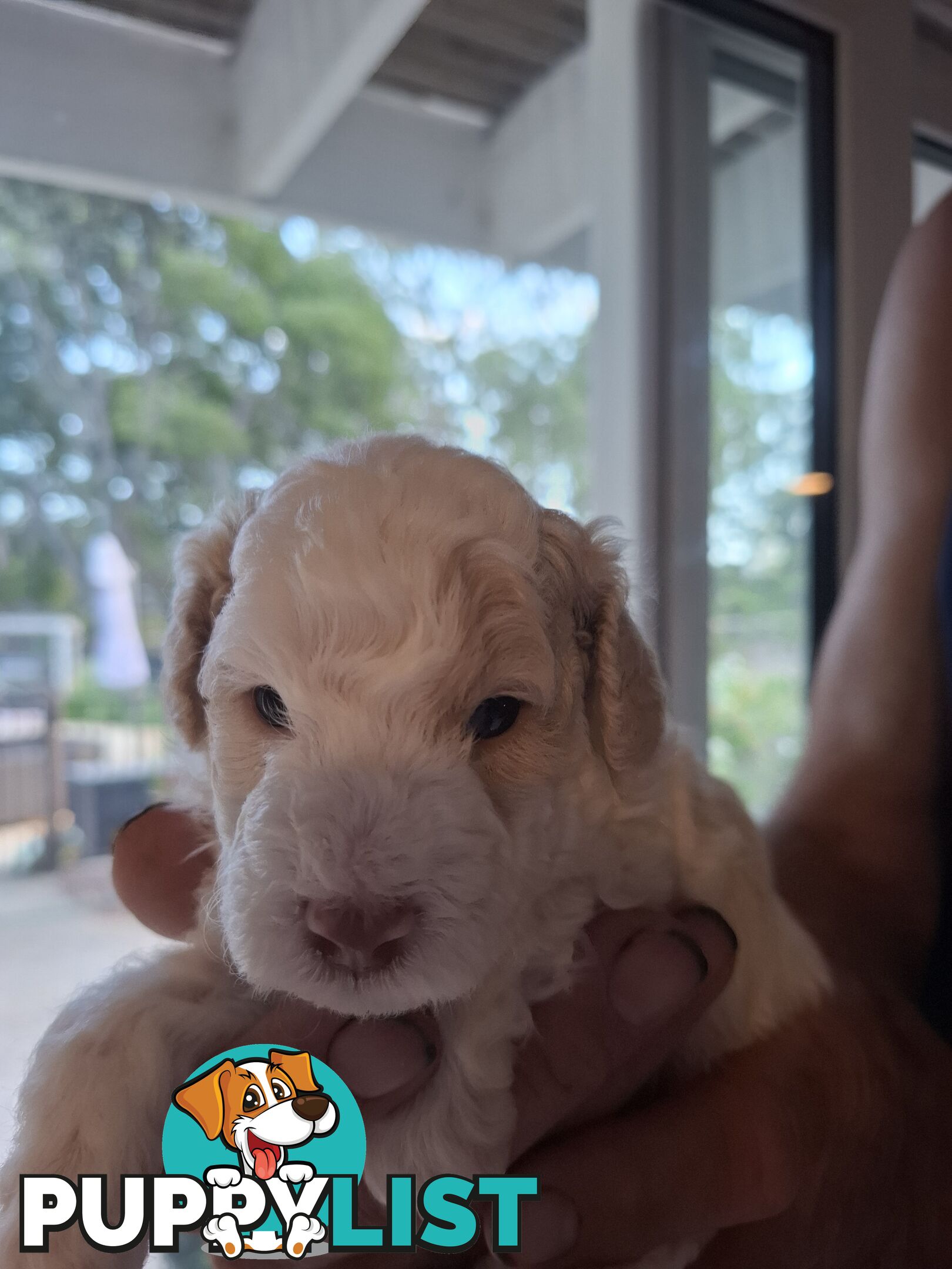 FIVE GORGEOUS MINI CAVOODLE PUPS