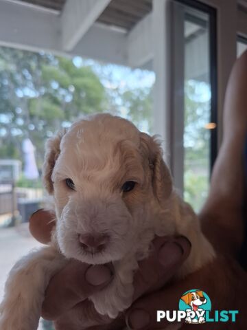 FIVE GORGEOUS MINI CAVOODLE PUPS