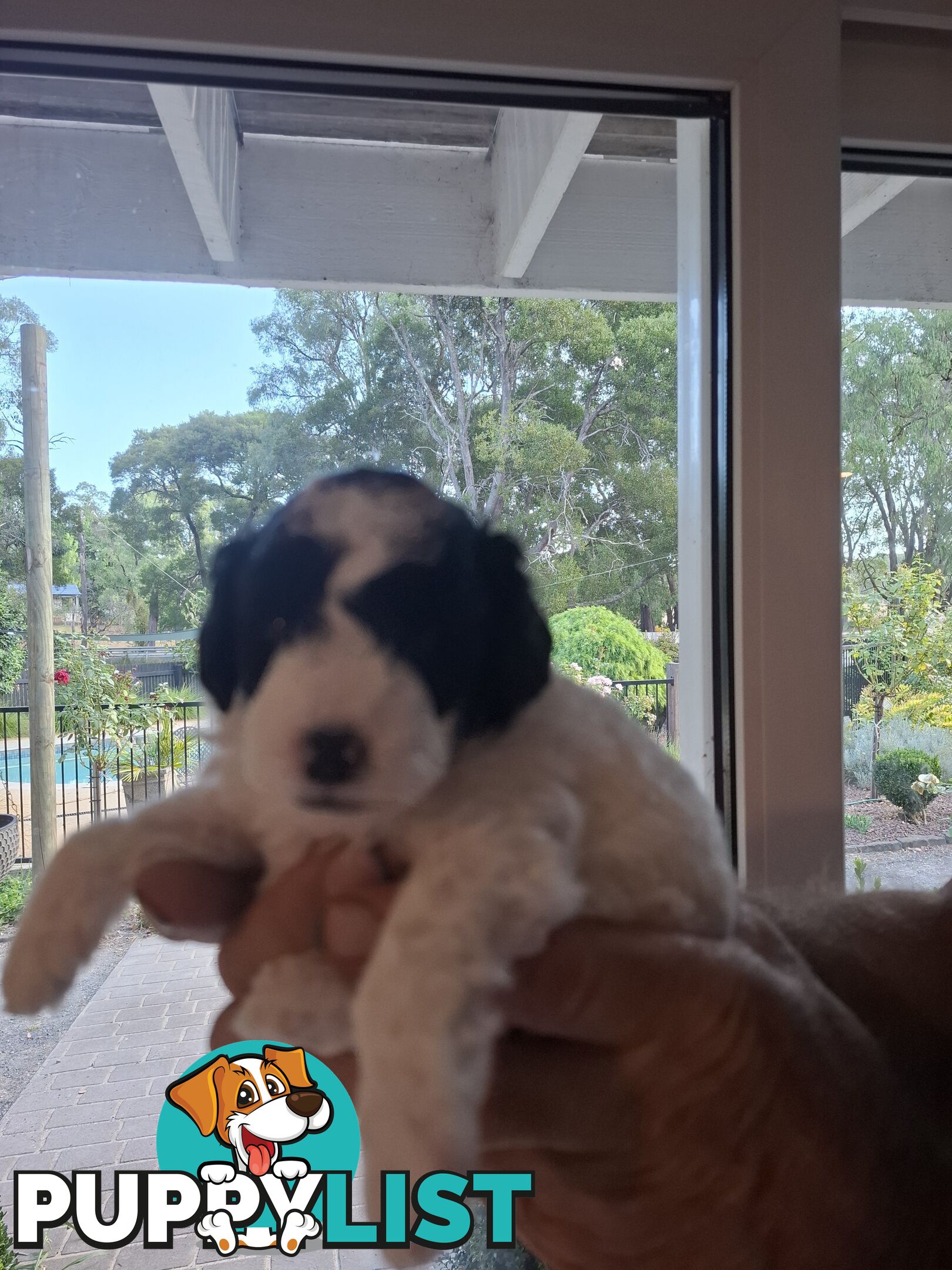 FIVE GORGEOUS MINI CAVOODLE PUPS