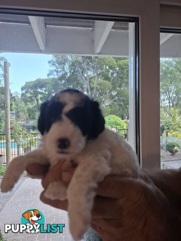 FIVE GORGEOUS MINI CAVOODLE PUPS