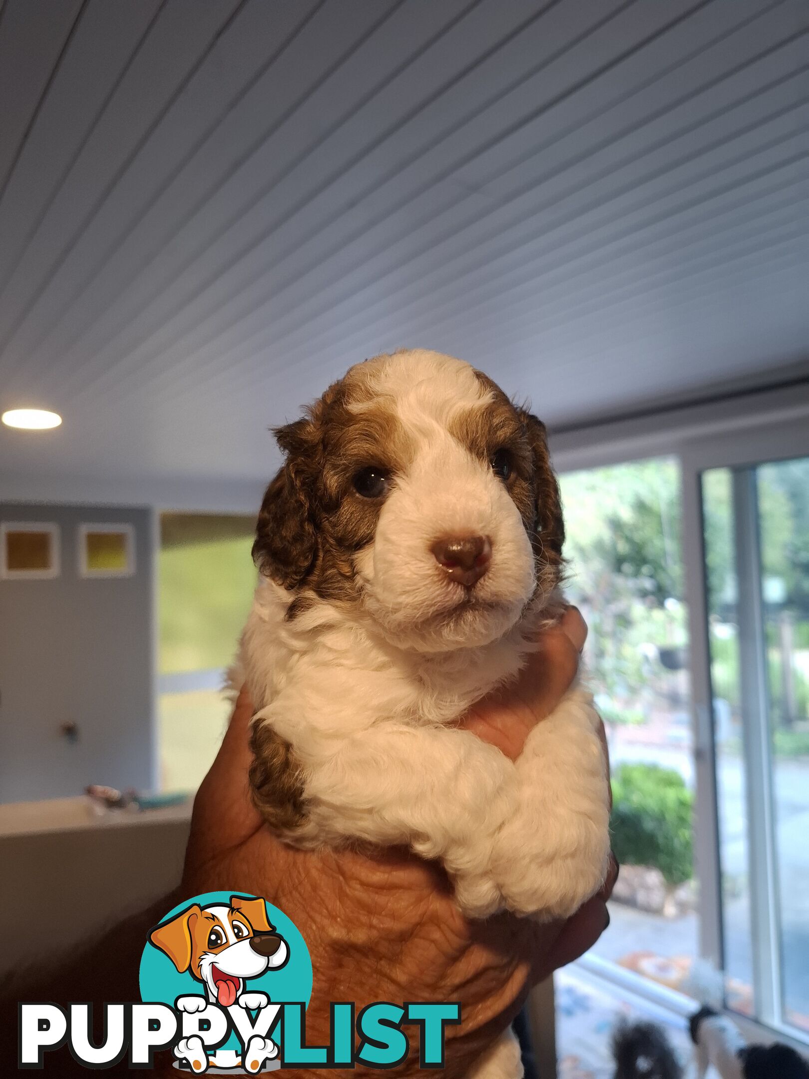 FIVE GORGEOUS MINI CAVOODLE PUPS