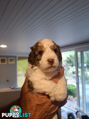 FIVE GORGEOUS MINI CAVOODLE PUPS