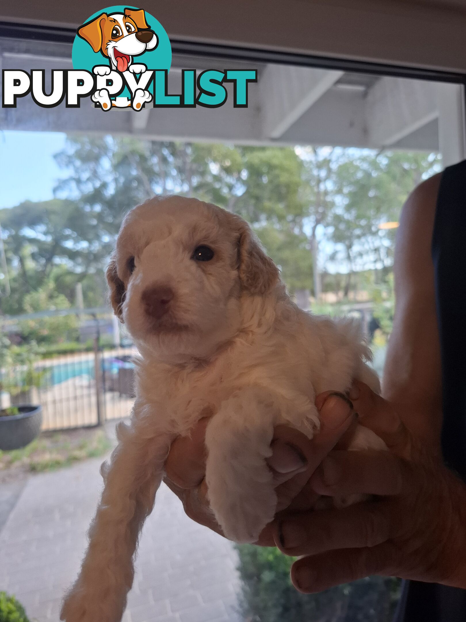 FIVE GORGEOUS MINI CAVOODLE PUPS