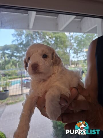 FIVE GORGEOUS MINI CAVOODLE PUPS