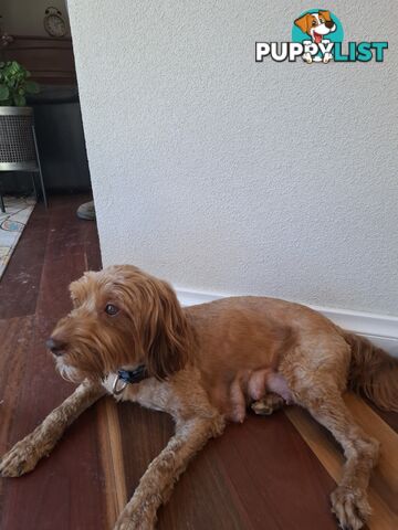 FIVE GORGEOUS MINI CAVOODLE PUPS